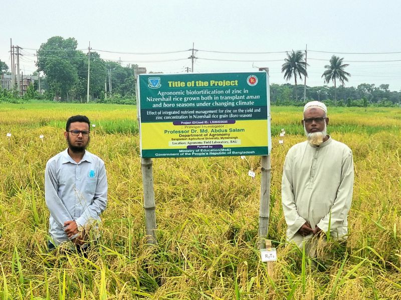 বোরো মৌসুমে নাইজারশাইল চাষে অধিক লাভবানের সম্ভাবনা